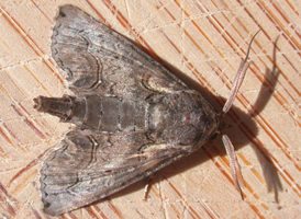 Large Paectes
